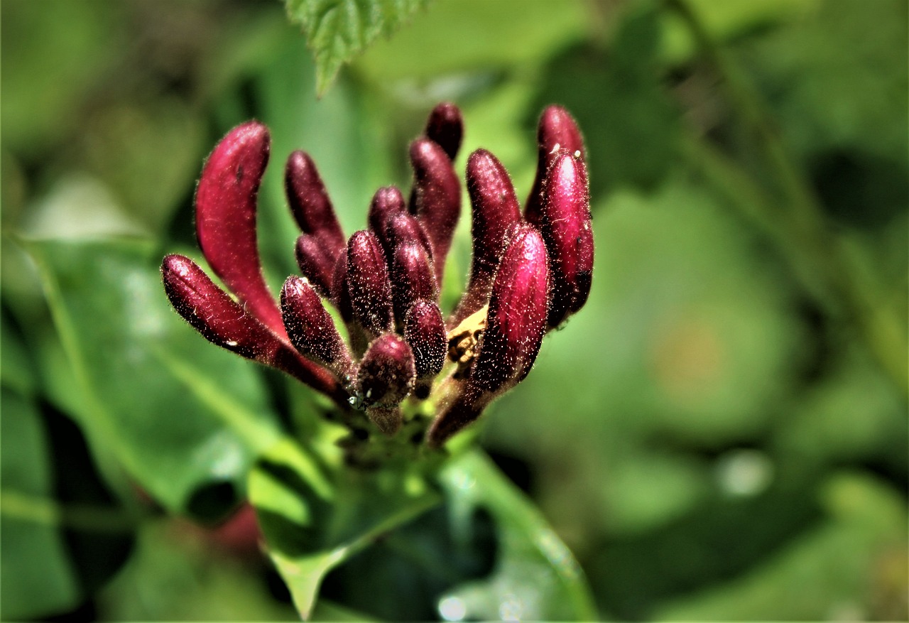 Best Plants for Creating a Fragrant Garden